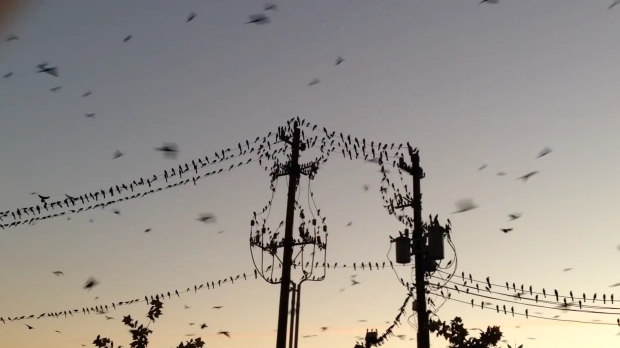 Birds burned by power lines are causing massive wildfires 01 |  TweakTown.com