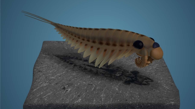 Open enlarged image 500 million-year-old 'astonishing' fossils of 3-eyed predator found