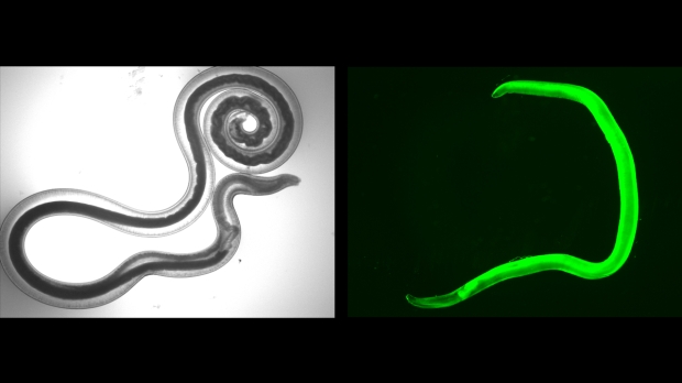 Open enlarged image New 'custom' engineered parasites seek out and destroy cancer cells