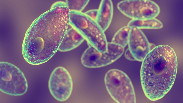 This parasite can make you more attractive, infects over 1/3 of people