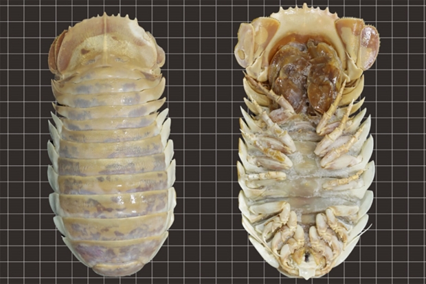 Open enlarged image Nightmare-level 'sea bugs' discovered can grow 1.5 feet in length