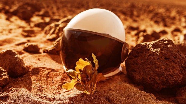 La primera planta cultivada en Marte ha sido seleccionada por un nuevo estudio
