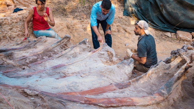 Open enlarged image Colossal dinosaur unearthed may be the largest ever found