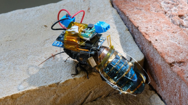 Remote-controlled 'cyborg cockroaches' created that use solar power