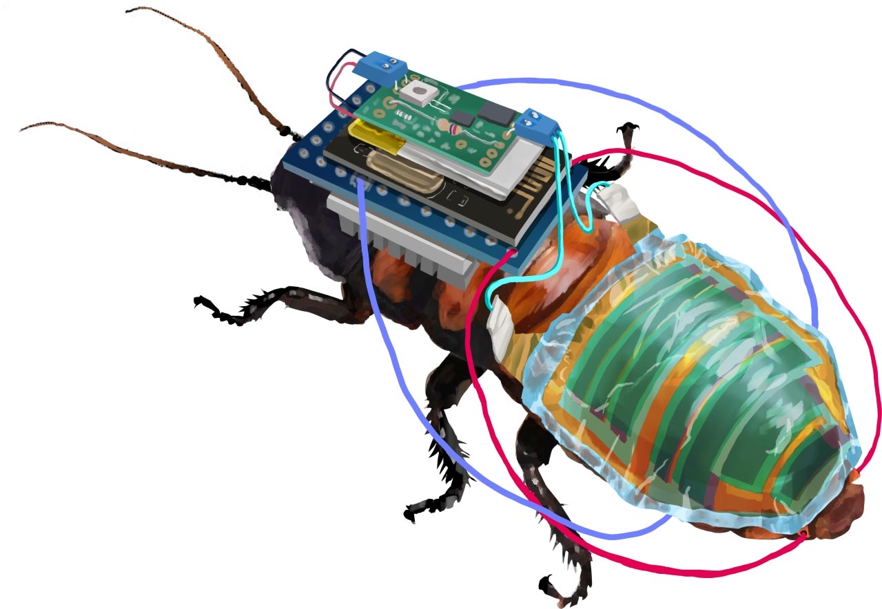 Remote-controlled 'cyborg cockroaches' created that use solar power