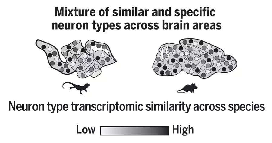 New study of brain evolution shows we don't have a 'lizard brain'