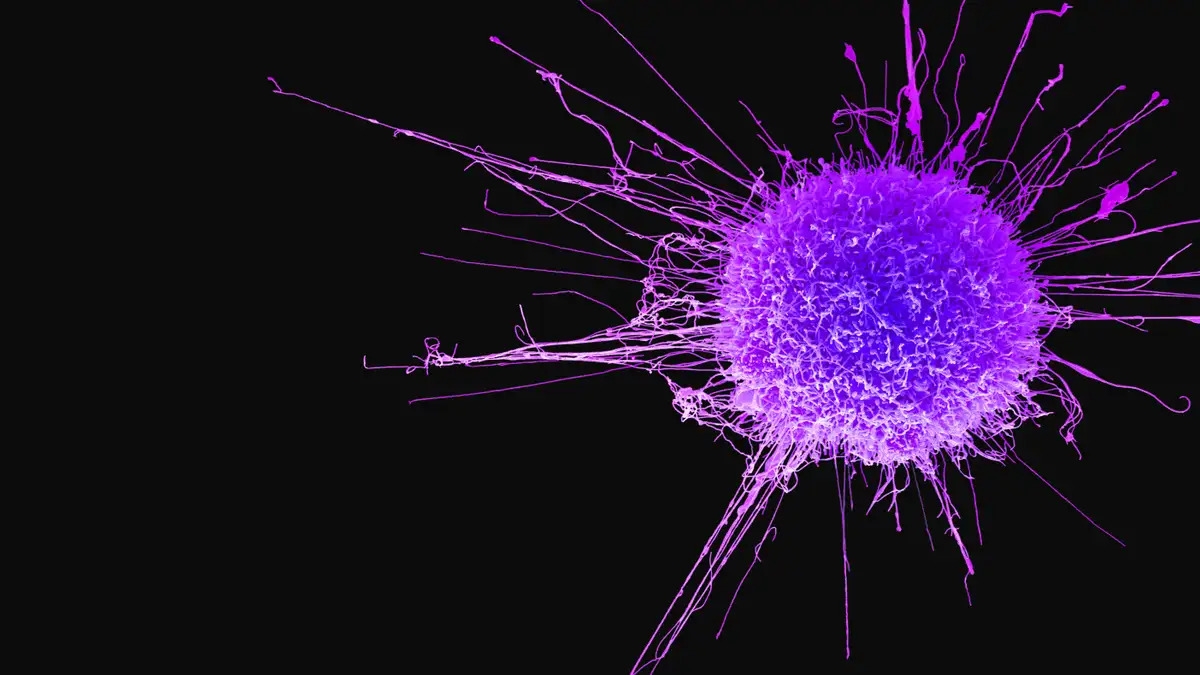 New cancer drug covers tumors in huge 'eat me' flags for immune system - Vimarsana News