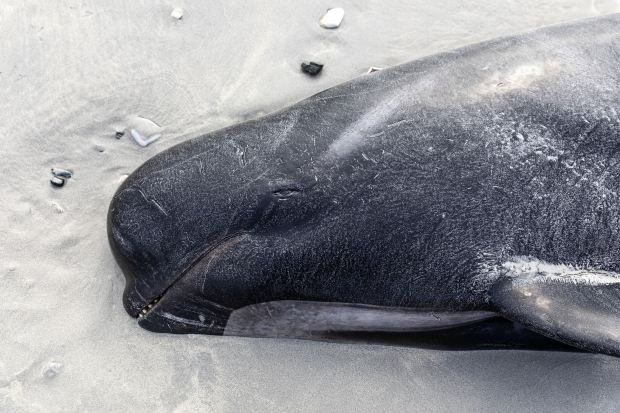 450+ whales die after beaching themselves in a 'heartbreaking' loss 02