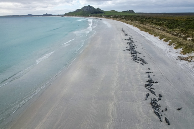 450+ whales die after beaching themselves in a 'heartbreaking' loss 03
