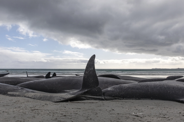 450+ whales die after beaching themselves in a 'heartbreaking' loss 04