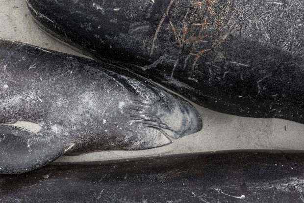 450+ whales die after beaching themselves in a 'heartbreaking' loss 05