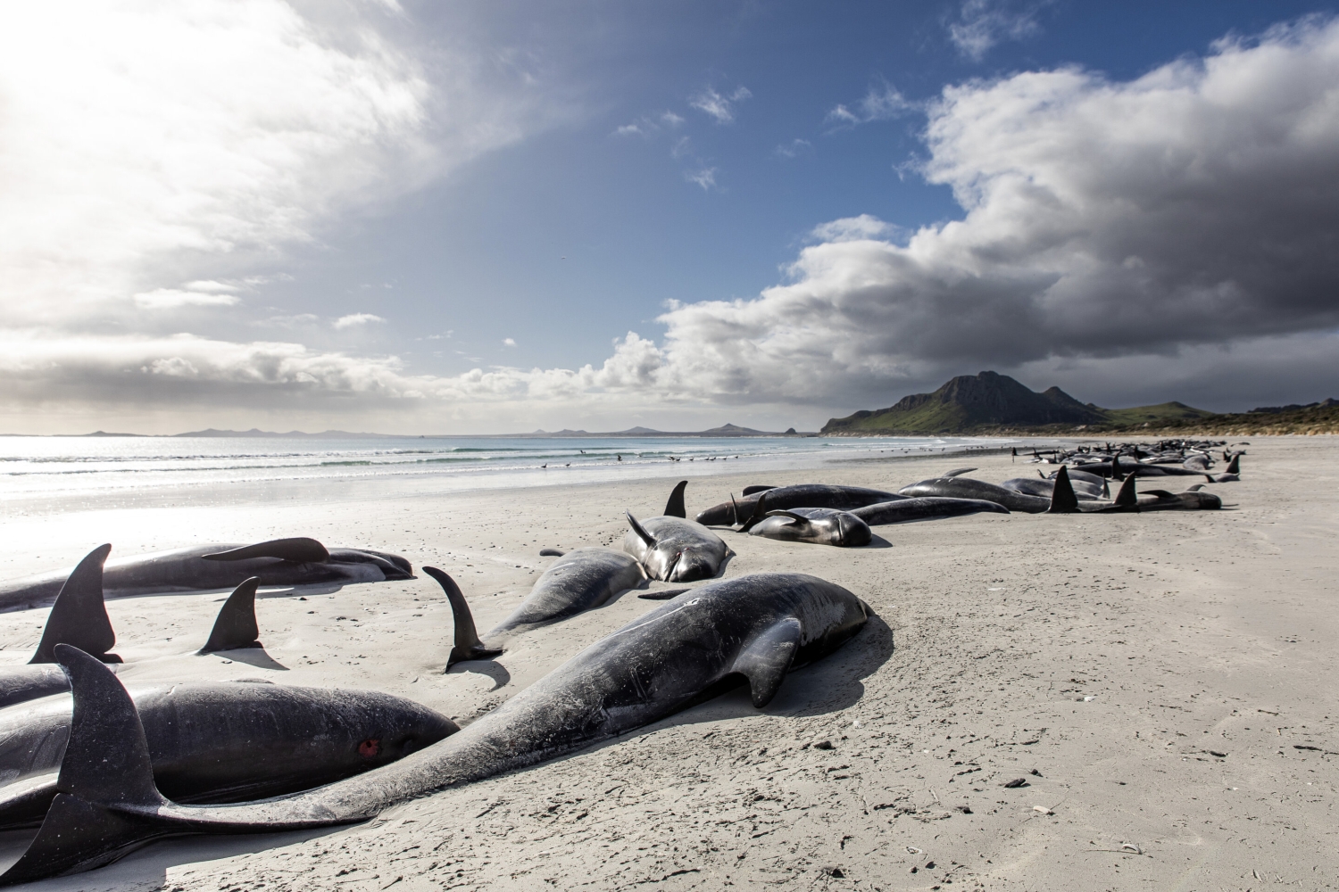 450+ whales die after beaching themselves in a 'heartbreaking' loss