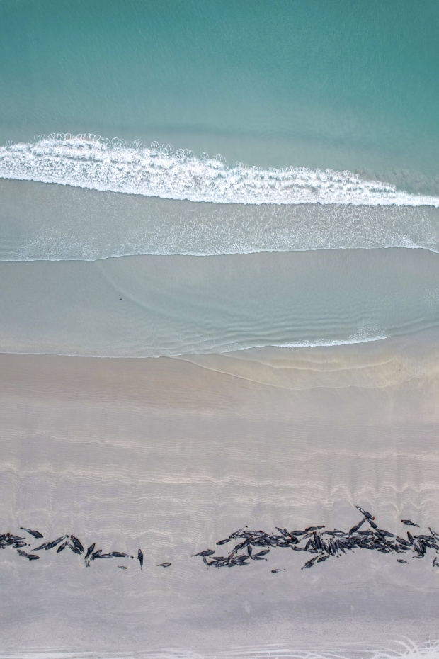450+ whales die after beaching themselves in a 'heartbreaking' loss 07
