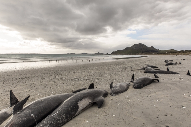 450+ whales die after beaching themselves in a 'heartbreaking' loss 08