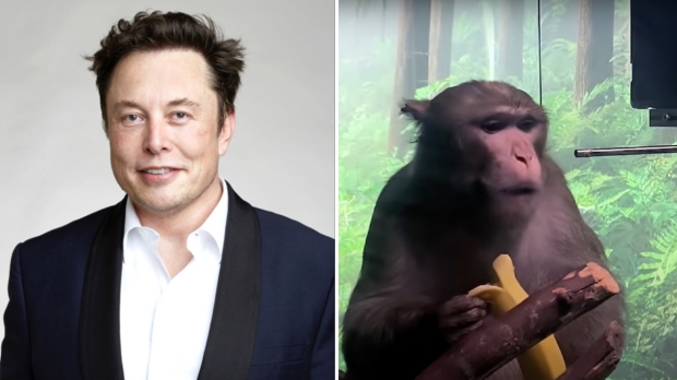 Elon Musk's Neuralink under federal investigation for gross animal abuse