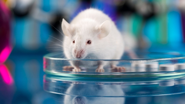 Scientists implant human brains in mice and make breakthrough discovery