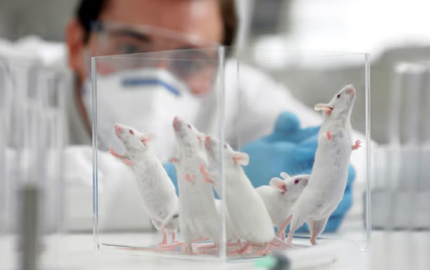 Scientists say they've reprogramed mice genes, doubling their lifespan