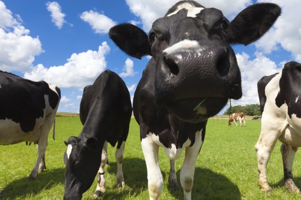 Scientists successfully clone 'super cows' that produce a weird amount of milk