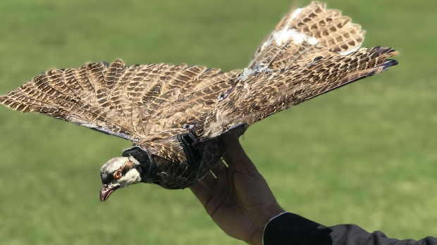 Scientists bring dead birds back to life as drones
