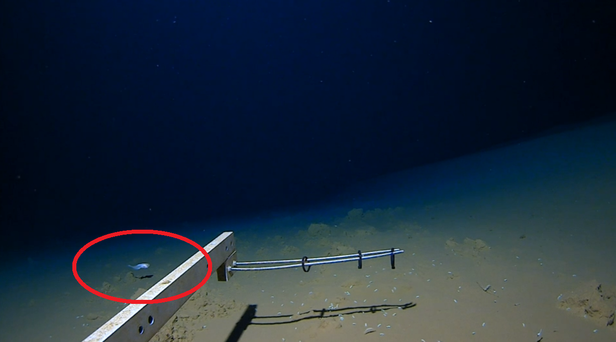 scientists-shatter-world-record-for-deepest-fish-ever-caught-on-camera