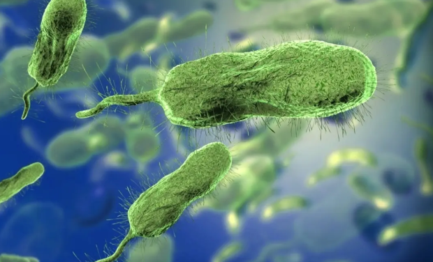 Rare flesh eating bacteria kills 5 people in the US, with 25 reported cases and counting 2541 Rare flesh eating bacteria kills 5 people in the US, with 25 reported cases and counting 2541