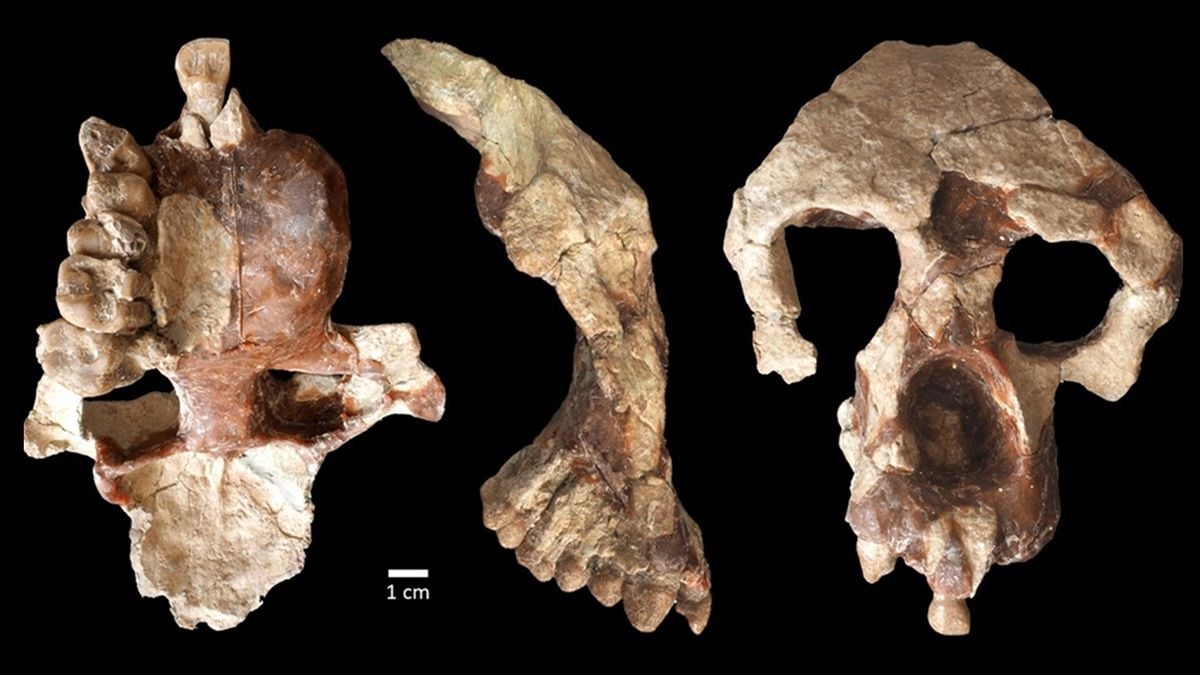 Mysterious skull discovered challenges theory humans originated in Africa - Vimarsana News