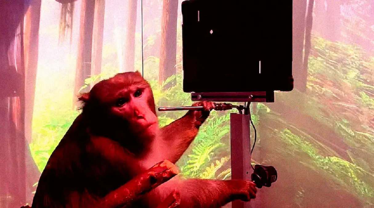 Elon Musk's response to brain chip implants killing monkeys has now ...