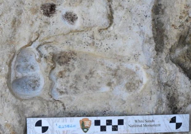 Scientists Confirm Age Of Oldest Human Footprints Found In North America   93657 5959 Scientists Confirm The Age Of Oldest Human Footprints In North America 