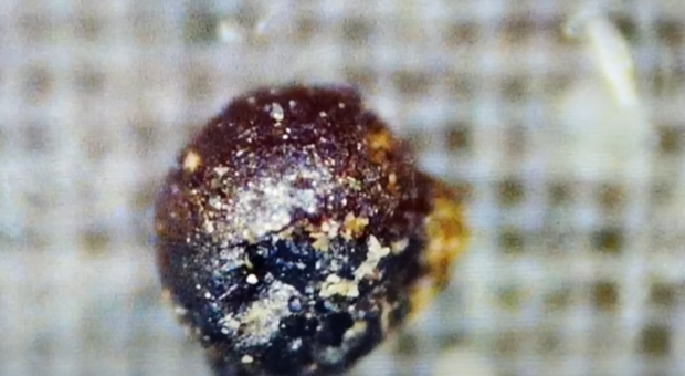 Renowned Harvard scientist claims real alien technology has been discovered 3621