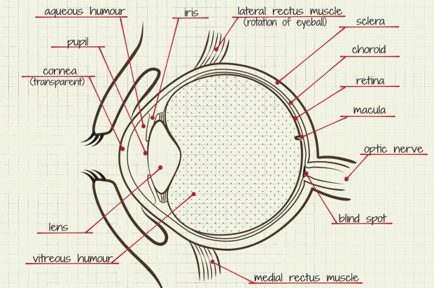 Scientists create solar panels for your eyes designed to restore vision