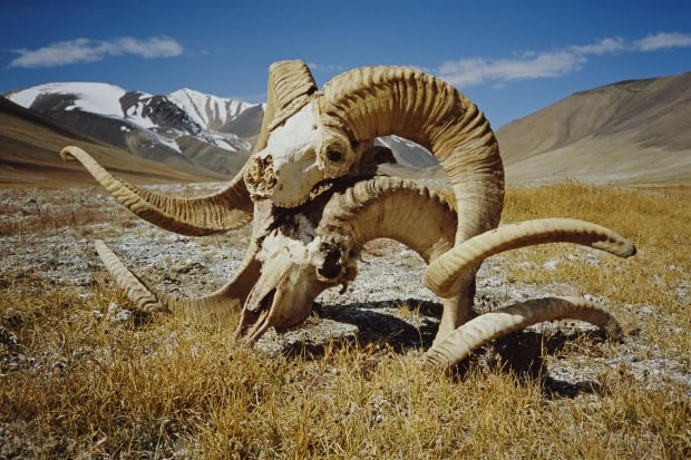 Marco Polo sheep skulls