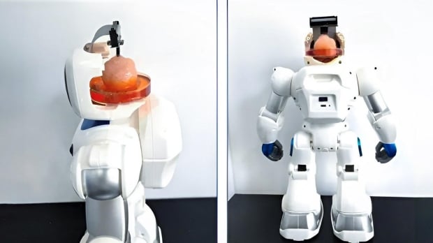 Scientists gave instructions to robot with human brain cells in a world's first