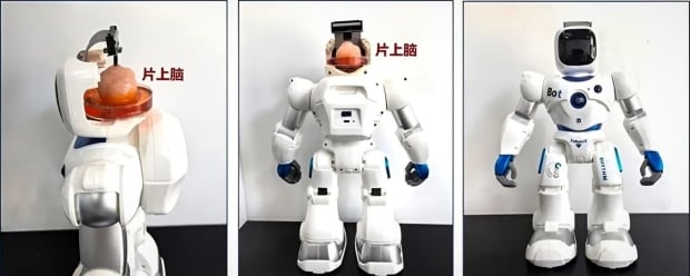 Scientists gave instructions to robot with human brain cells in a world ...